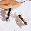 Simple stripe enamel big ant brooch exaggerated insect pin Brooches men and women Western accessories party - Image 1