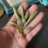 various styles women plants flower accessories badges pearl plant buckle pin brooch - Image 24