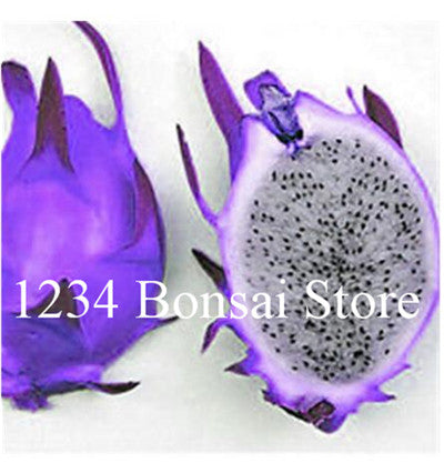 Cheap Price 100 pcs Mixed Dragon Fruit Cactus Non-GMO Colorful Hylocereus Undatus Garden Pitaya Bonsai Small Bonsai Plants
