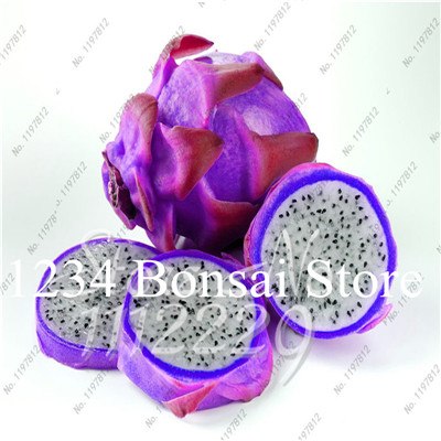 Cheap Price 100 pcs Mixed Dragon Fruit Cactus Non-GMO Colorful Hylocereus Undatus Garden Pitaya Bonsai Small Bonsai Plants