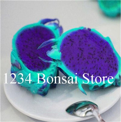 Cheap Price 100 pcs Mixed Dragon Fruit Cactus Non-GMO Colorful Hylocereus Undatus Garden Pitaya Bonsai Small Bonsai Plants