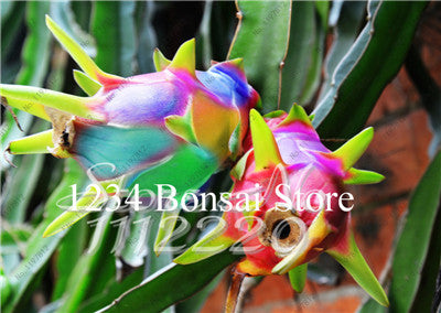 Cheap Price 100 pcs Mixed Dragon Fruit Cactus Non-GMO Colorful Hylocereus Undatus Garden Pitaya Bonsai Small Bonsai Plants