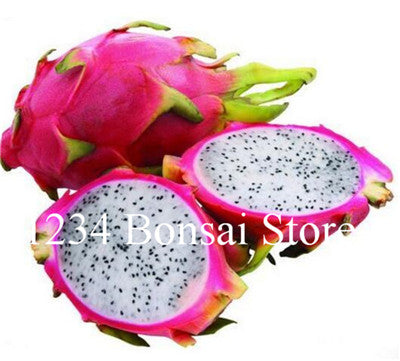 Cheap Price 100 pcs Mixed Dragon Fruit Cactus Non-GMO Colorful Hylocereus Undatus Garden Pitaya Bonsai Small Bonsai Plants