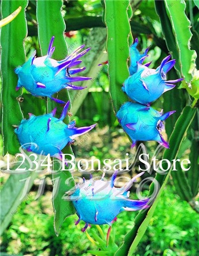 Cheap Price 100 pcs Mixed Dragon Fruit Cactus Non-GMO Colorful Hylocereus Undatus Garden Pitaya Bonsai Small Bonsai Plants