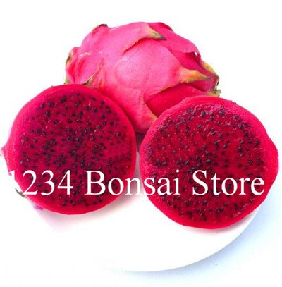 Cheap Price 100 pcs Mixed Dragon Fruit Cactus Non-GMO Colorful Hylocereus Undatus Garden Pitaya Bonsai Small Bonsai Plants