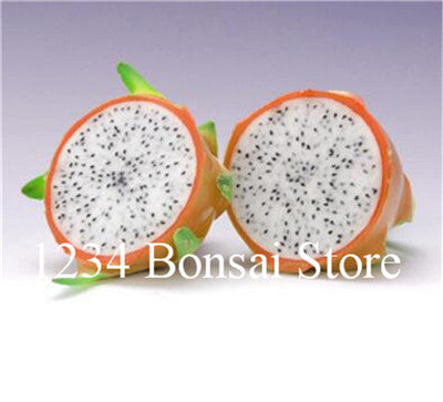 Cheap Price 100 pcs Mixed Dragon Fruit Cactus Non-GMO Colorful Hylocereus Undatus Garden Pitaya Bonsai Small Bonsai Plants