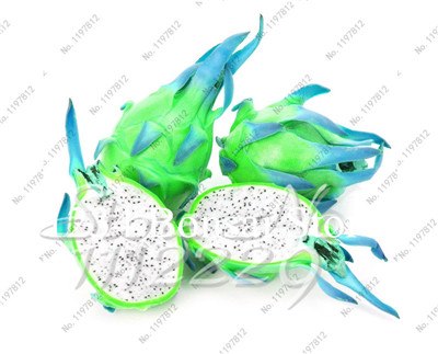 Cheap Price 100 pcs Mixed Dragon Fruit Cactus Non-GMO Colorful Hylocereus Undatus Garden Pitaya Bonsai Small Bonsai Plants