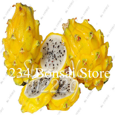 Cheap Price 100 pcs Mixed Dragon Fruit Cactus Non-GMO Colorful Hylocereus Undatus Garden Pitaya Bonsai Small Bonsai Plants