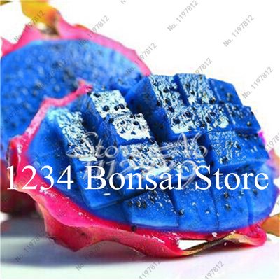 Cheap Price 100 pcs Mixed Dragon Fruit Cactus Non-GMO Colorful Hylocereus Undatus Garden Pitaya Bonsai Small Bonsai Plants