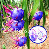 Cheap Price 100 pcs Mixed Dragon Fruit Cactus Non-GMO Colorful Hylocereus Undatus Garden Pitaya Bonsai Small Bonsai Plants