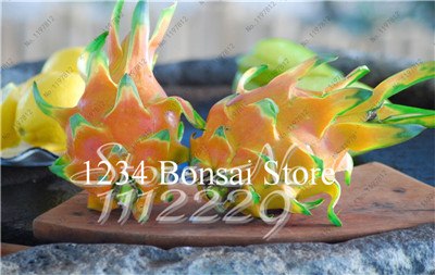 Cheap Price 100 pcs Mixed Dragon Fruit Cactus Non-GMO Colorful Hylocereus Undatus Garden Pitaya Bonsai Small Bonsai Plants