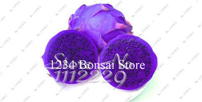 Cheap Price 100 pcs Mixed Dragon Fruit Cactus Non-GMO Colorful Hylocereus Undatus Garden Pitaya Bonsai Small Bonsai Plants