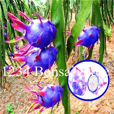 Cheap Price 100 pcs Mixed Dragon Fruit Cactus Non-GMO Colorful Hylocereus Undatus Garden Pitaya Bonsai Small Bonsai Plants