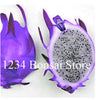 Cheap Price 100 pcs Mixed Dragon Fruit Cactus Non-GMO Colorful Hylocereus Undatus Garden Pitaya Bonsai Small Bonsai Plants