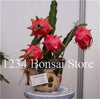 Cheap Price 100 pcs Mixed Dragon Fruit Cactus Non-GMO Colorful Hylocereus Undatus Garden Pitaya Bonsai Small Bonsai Plants