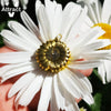Eres mi sol colgante abierto COLLAR COLGANTE con girasol boho joyas amistad regalos bff collar carta collier