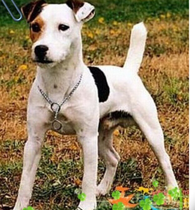 Jack Russell terrier  pet lover necklace dog pendant alloy jewelry golden colors plated