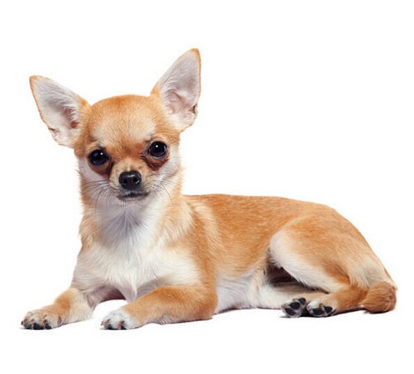 Summer mini Chihuahua  necklace metal cartoon dog pendant jewelry golden colors plated 12 pcs/lot